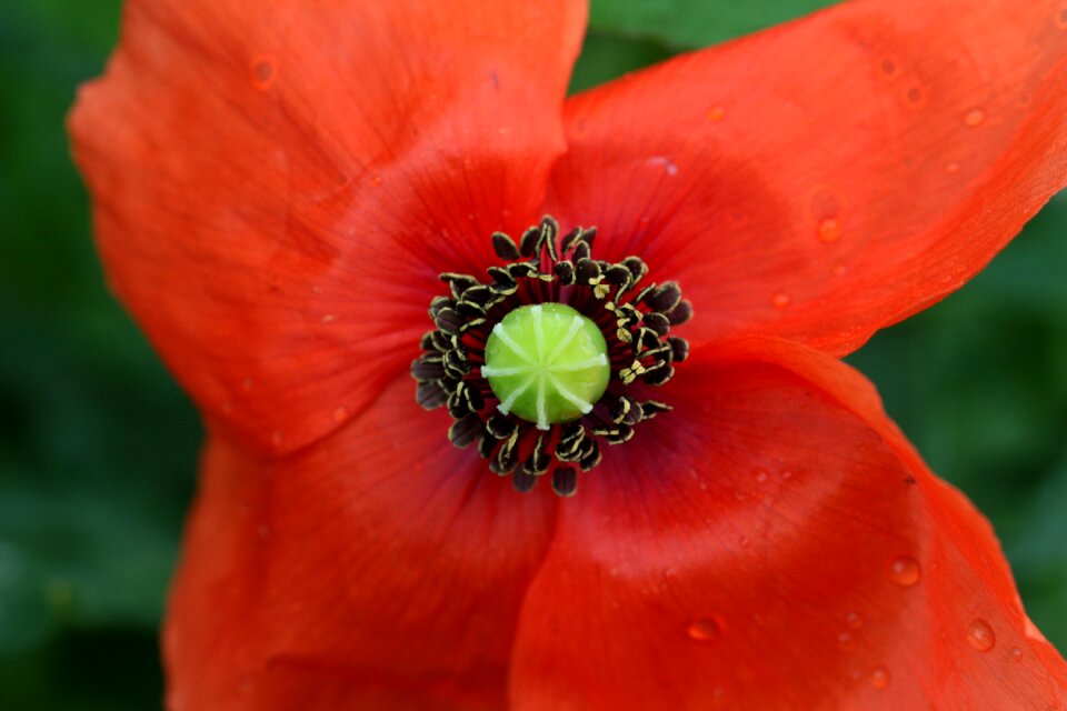 Stamp stamen poppy flower