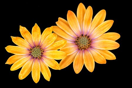 Yellow black background blur