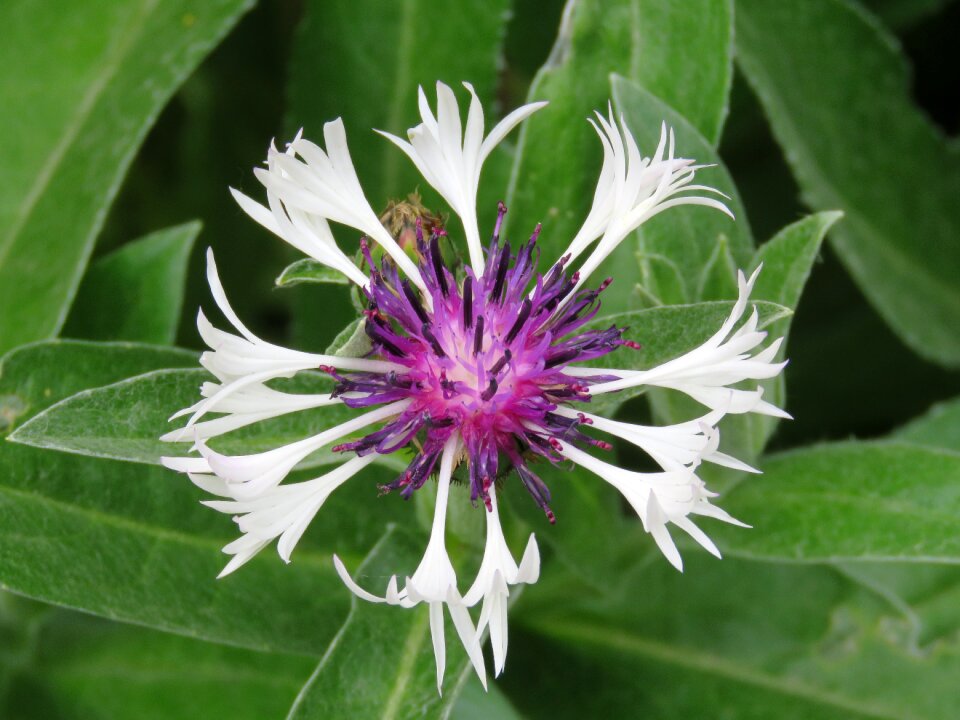 Nature plant petals