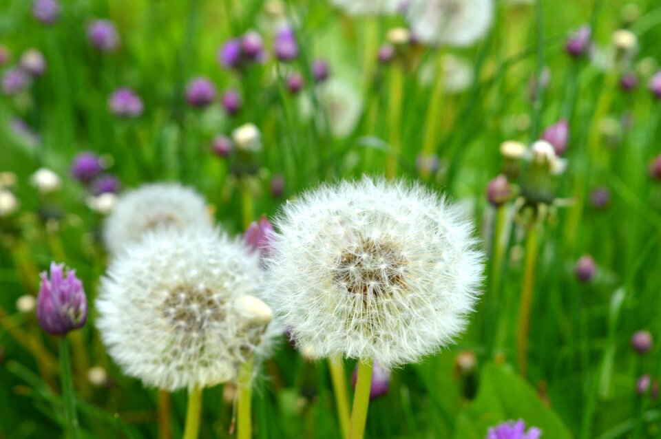Spring prairie grass