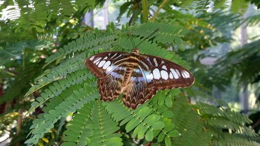 Butterfly blue sailor innsbruck