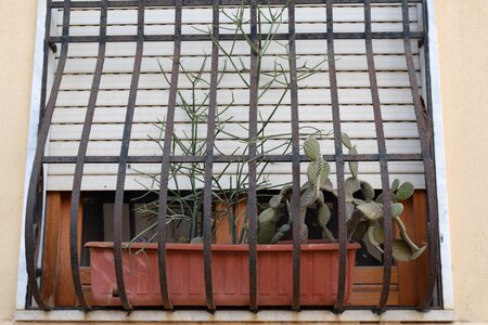 Cactus grid window grilles photo