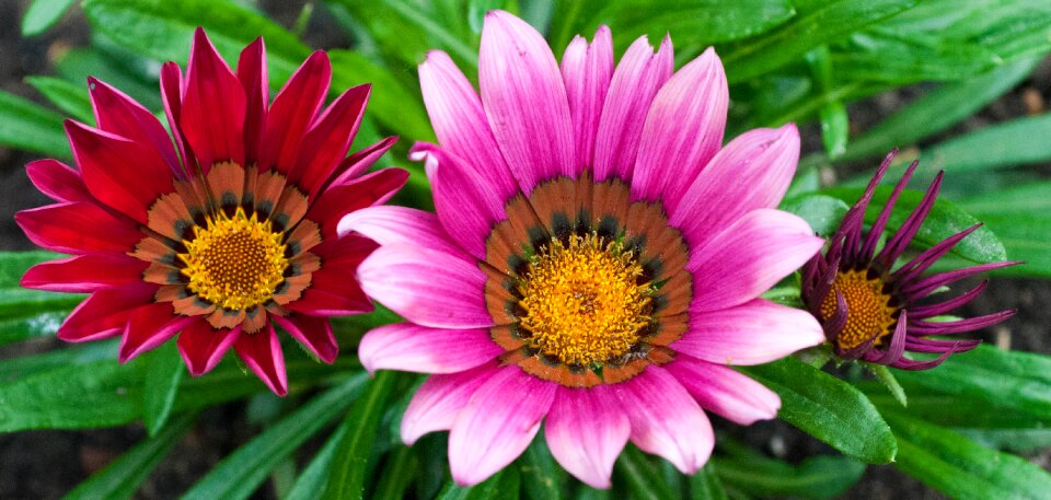 Red petal garden photo