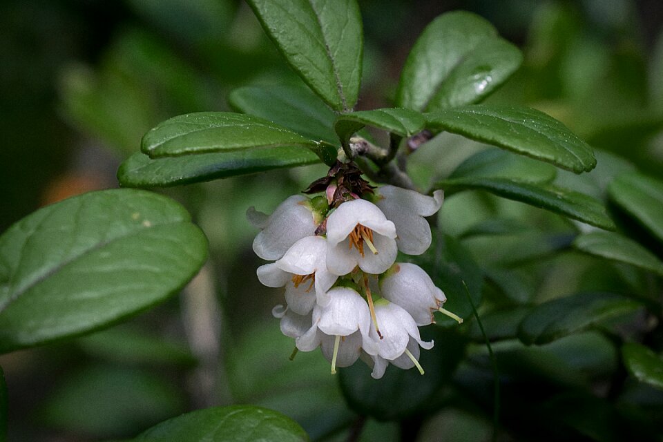 Inflorescence twig white
