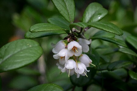 Inflorescence twig white