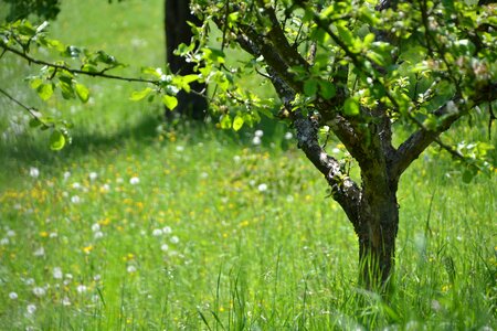 Landscape nature fruit tree