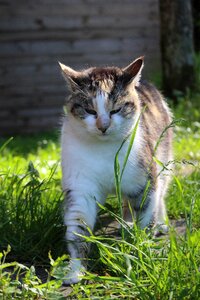 Domestic cat pet kitten