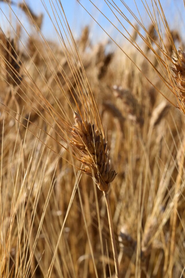 Durum wheat mediterranean cereals