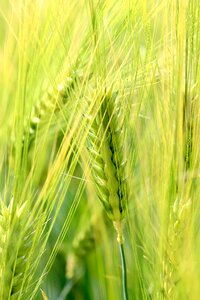 Cornfield summer fields