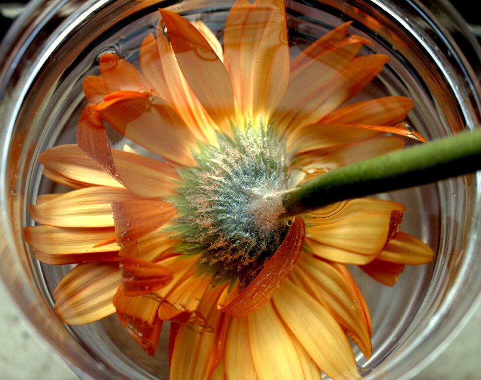 Flora colorful blossom