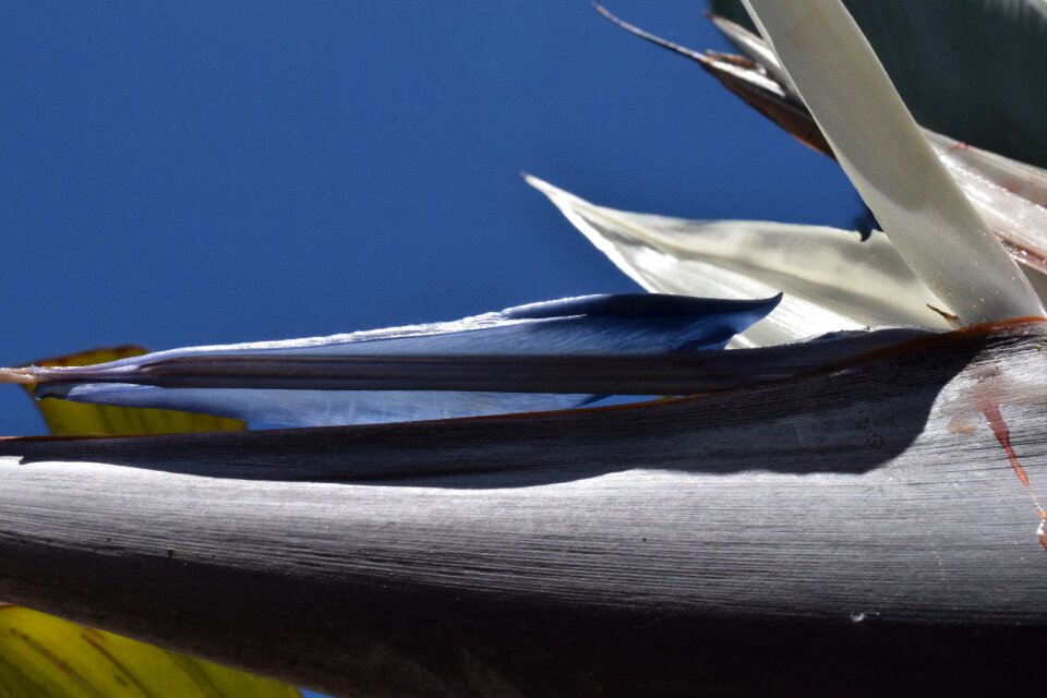 Close up banana shrub banana plant