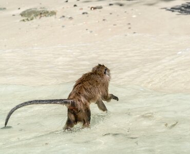 Island tour wild monkey swimming photo
