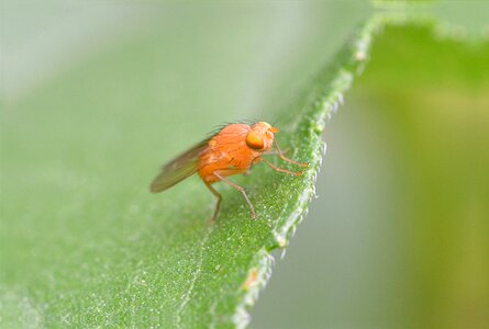 Insect orange animal