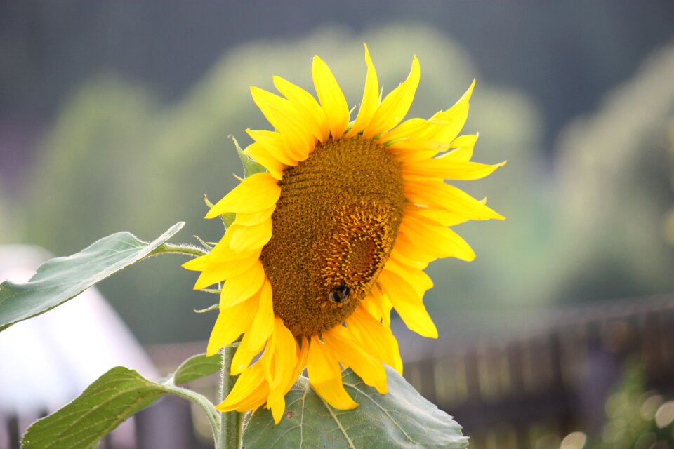 Colorful yellow flower sunflowers