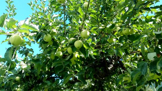 Organic yellow delicious