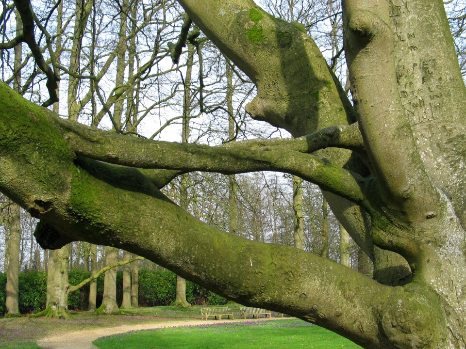 Bald park nature