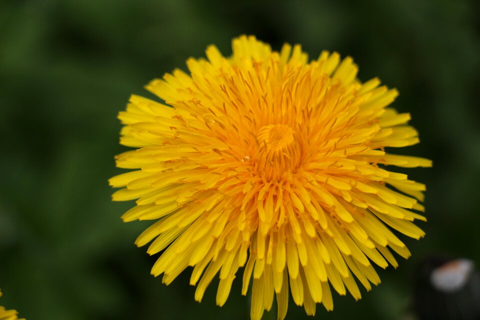 Yellow plant summer