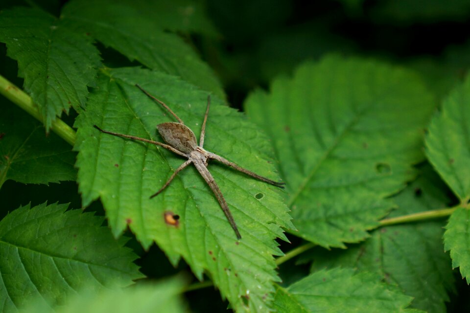 Pisauridae spider nature