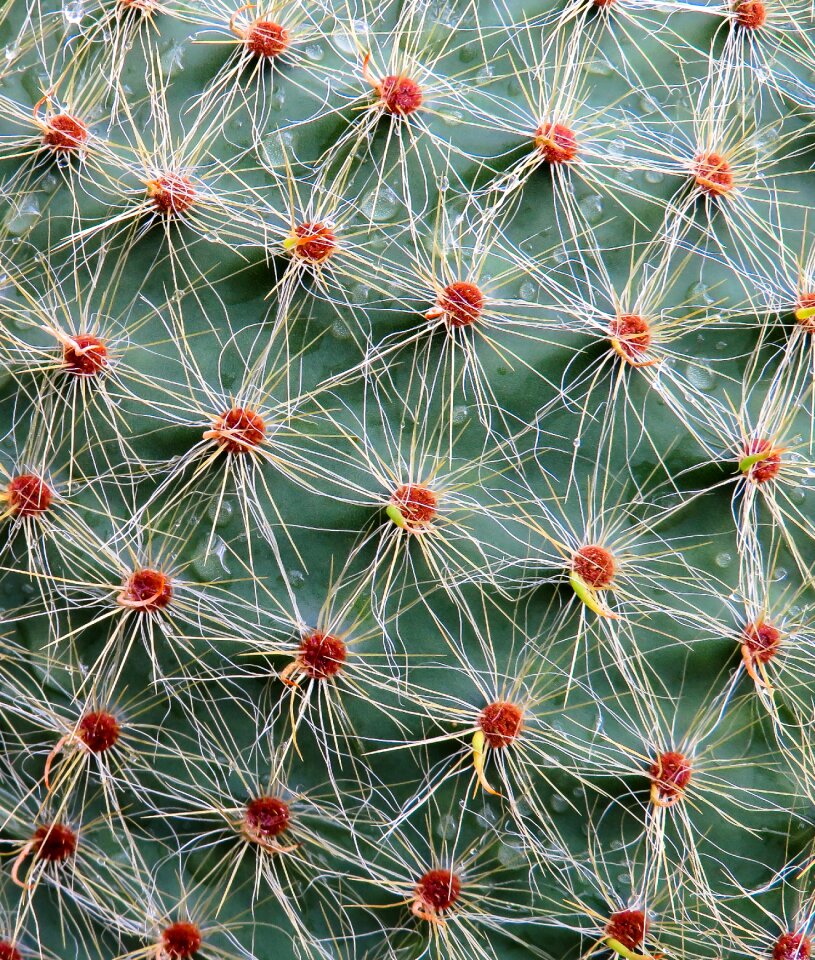 Prickly close up texture