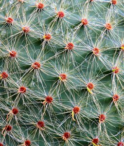 Prickly close up texture photo