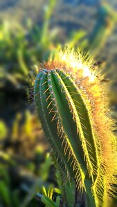 Cactus thorn prickly plant spikes photo