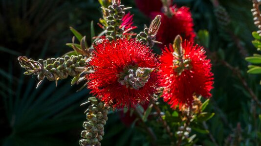Macro garden callistemon