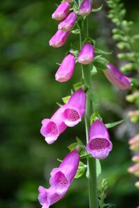 Poisonous plant nature beautiful photo