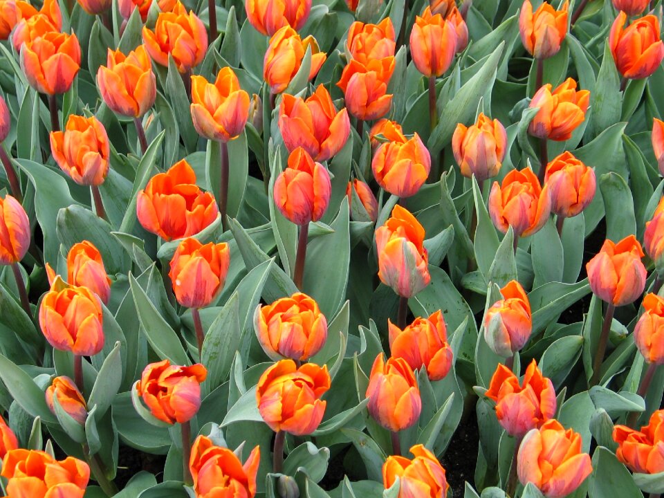 Flower spring nature