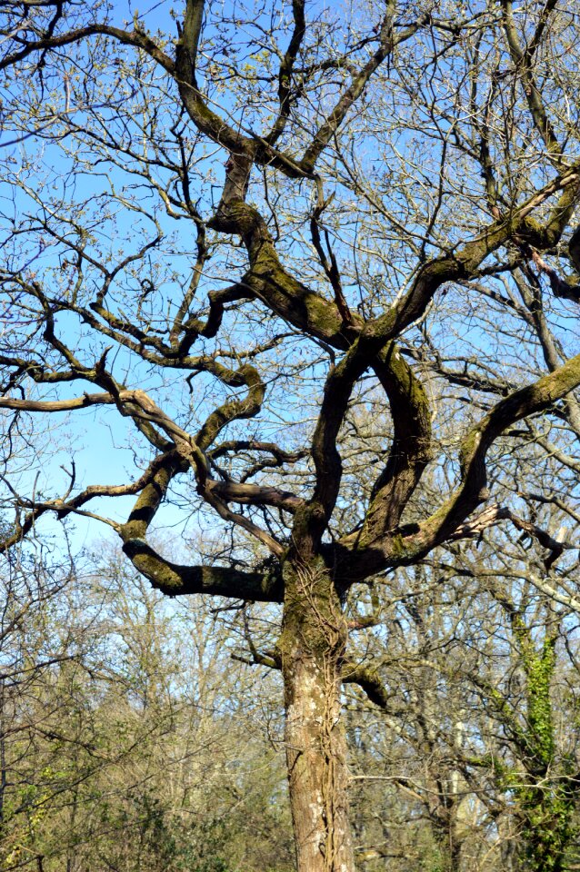 Forest trunk tree branches