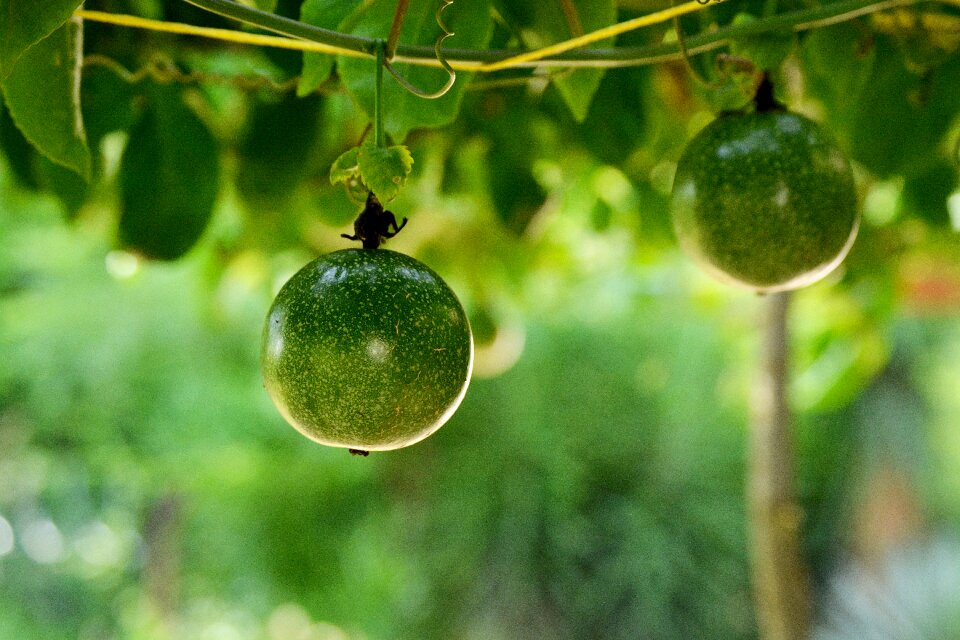 Food tropical plant