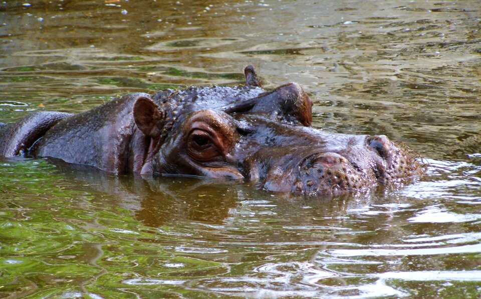 Hippopotamus mammal african animals