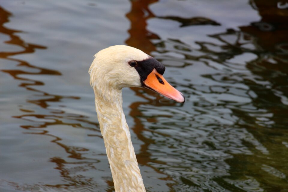 Water bird bird pride