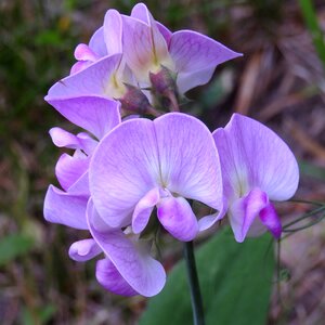 Spring pea bloom lathyrus