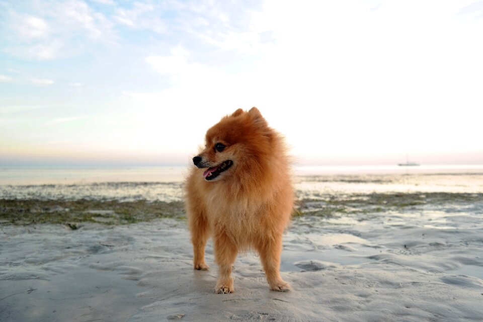 Dog breed small fluffy