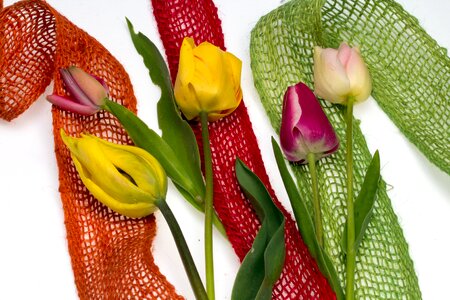 Tulips composition flora