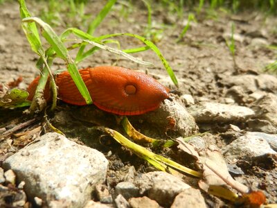 Orange peel snail animal