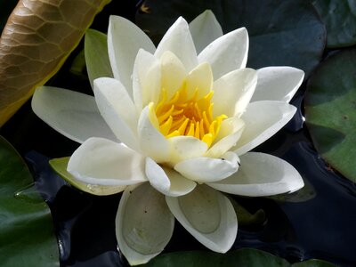 Pond aquatic plant flowers