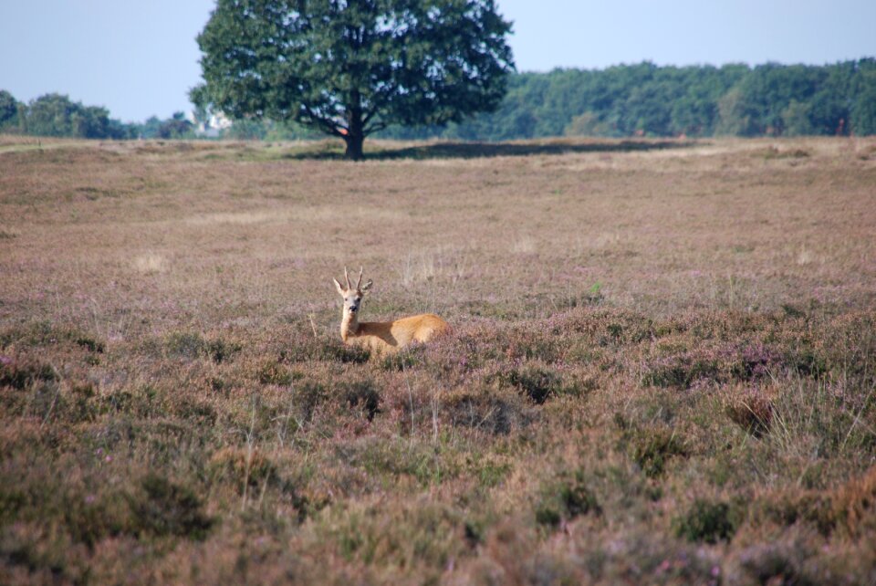Mammal fauna heide