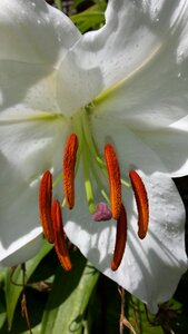 Stamen macro flora photo