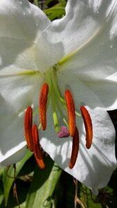 Stamen macro flora