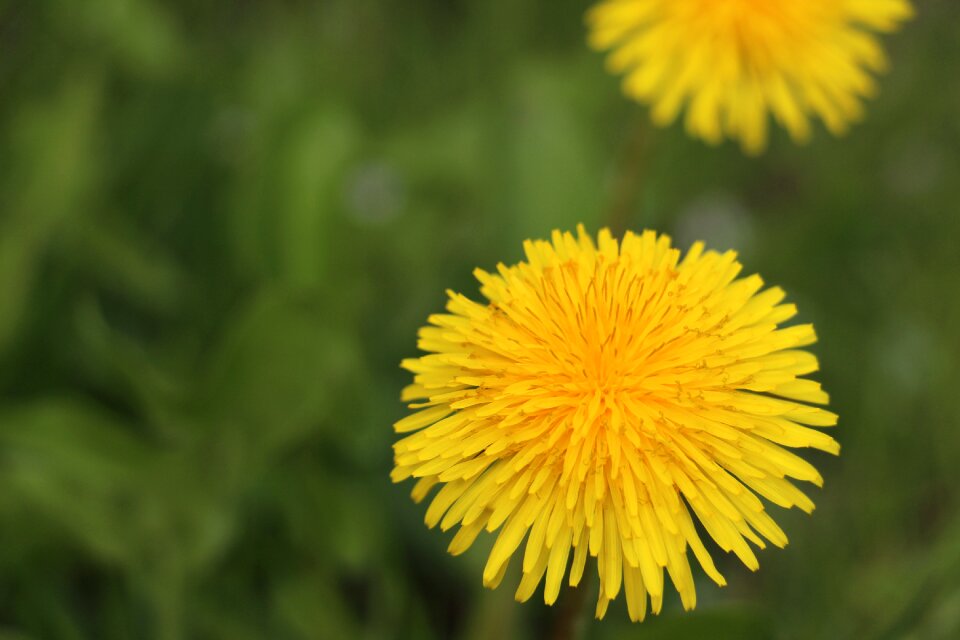 Yellow plant summer