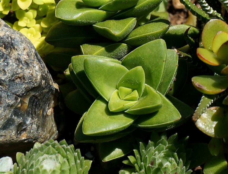 Green garden close-up
