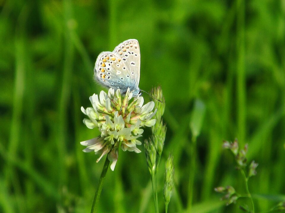 Nature insect flower