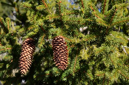 Cones forest pine