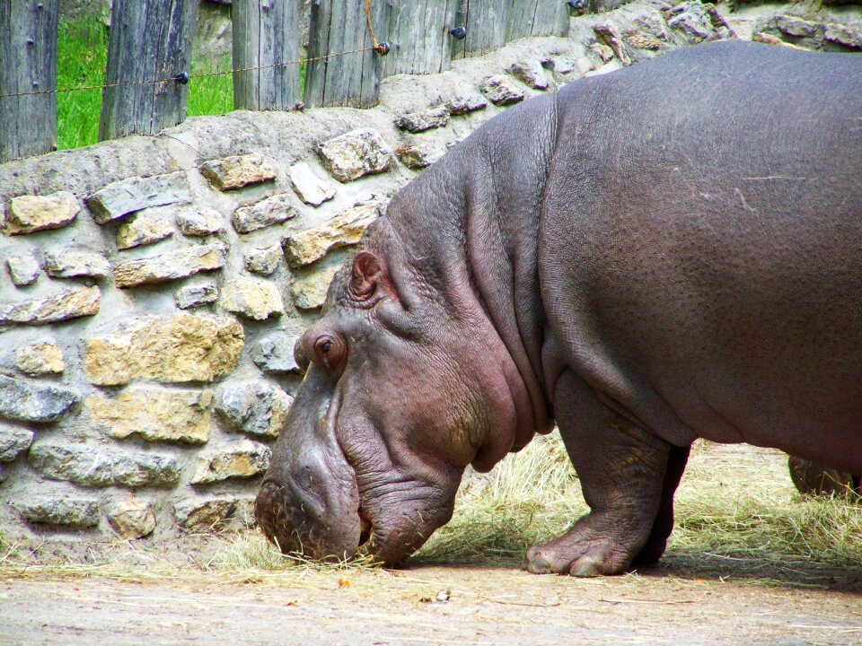Hippopotamus mammal african animals