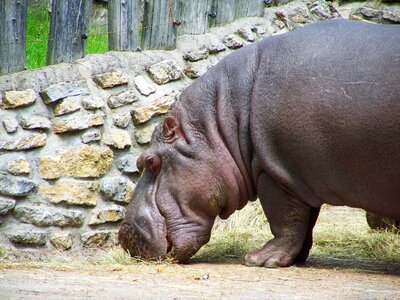 Hippopotamus mammal african animals