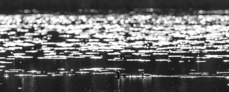 Lake water s bird