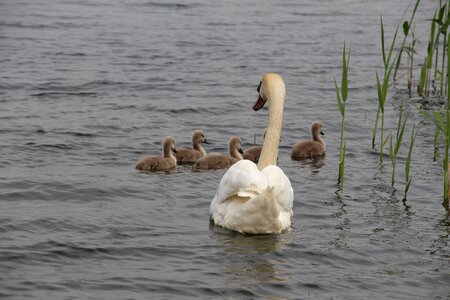 Water bird pride cygnet