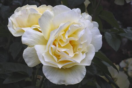 White roses blossom bloom photo