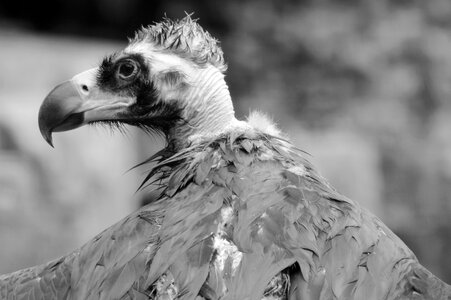 Bird of prey beak predator